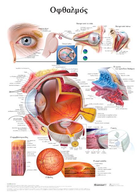 ΑΝΑΤΟΜΙΚΟΣ ΧΑΡΤΗΣ: ΟΦΘΑΛΜΟΣ
