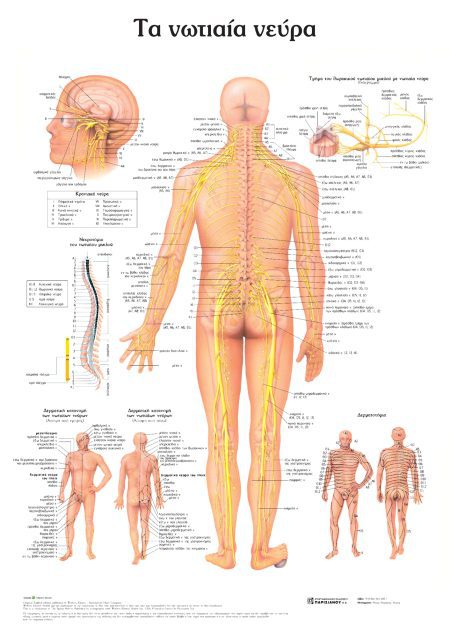 ΑΝΑΤΟΜΙΚΟΣ ΧΑΡΤΗΣ: ΤΑ ΝΩΤΙΑΙΑ ΝΕΥΡΑ