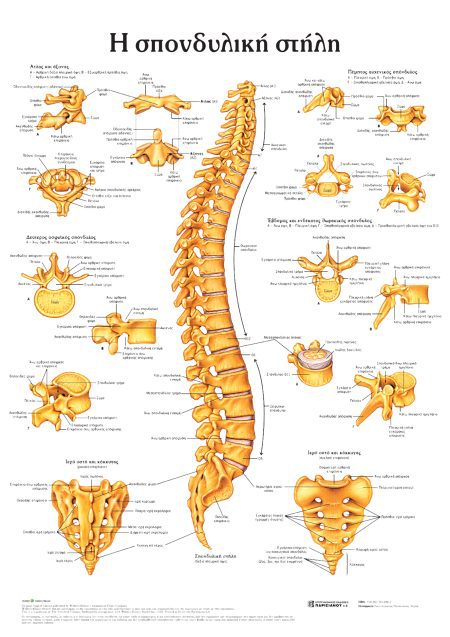 ΑΝΑΤΟΜΙΚΟΣ ΧΑΡΤΗΣ: Η ΣΠΟΝΔΥΛΙΚΗ ΣΤΗΛΗ