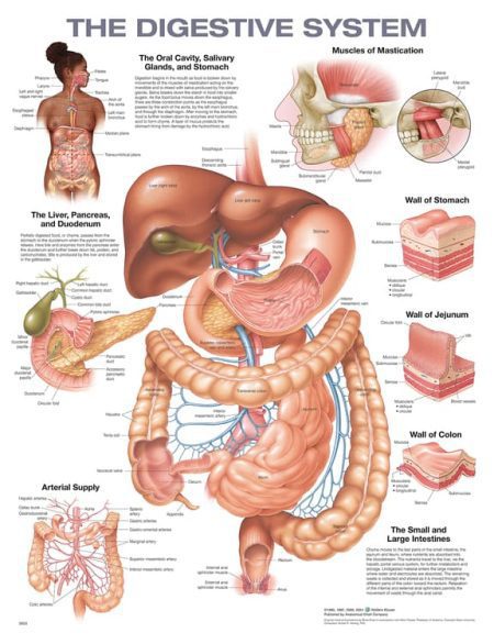 The Digestive System Anatomical Chart Second edition