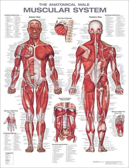 The Anatomical Male Muscular System Anatomical Chart Second edition