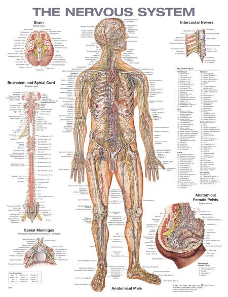 The Nervous System Anatomical Chart Second edition